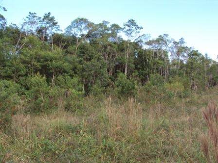 Imagem Terreno / Lote à venda, Corveta - Araquari/SC