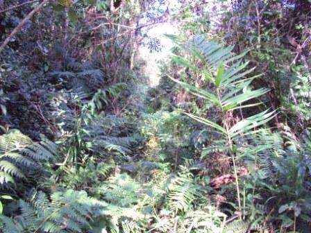 Imagem Terreno / Lote à venda, Corveta - Araquari/SC