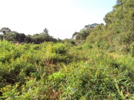 Imagem Terreno / Lote à venda, Corveta - Araquari/SC