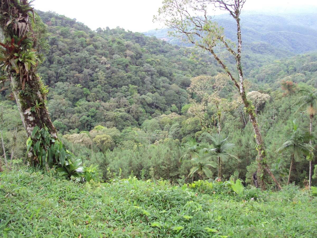 Imagem Terreno / Lote à venda, Corveta - Araquari/SC