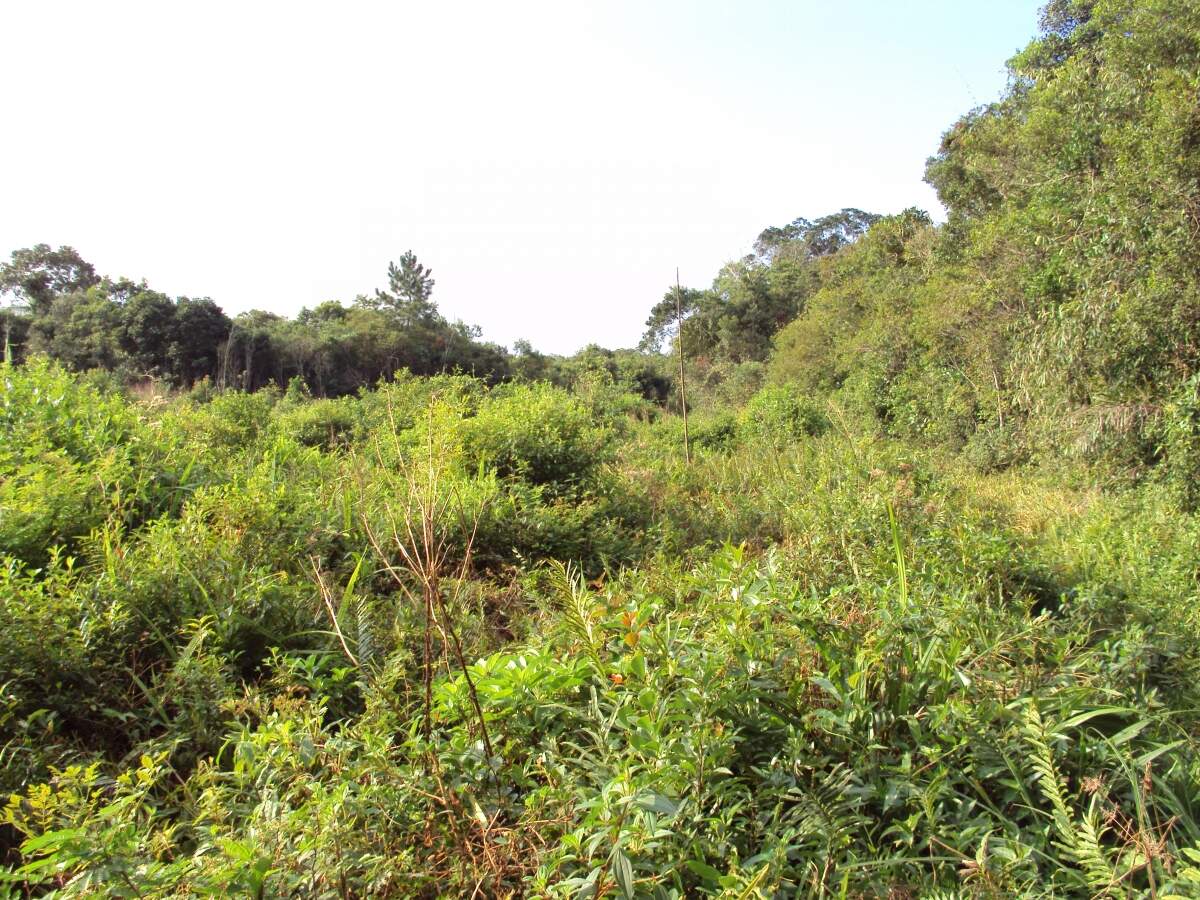 Imagem Terreno / Lote à venda, Corveta - Araquari/SC
