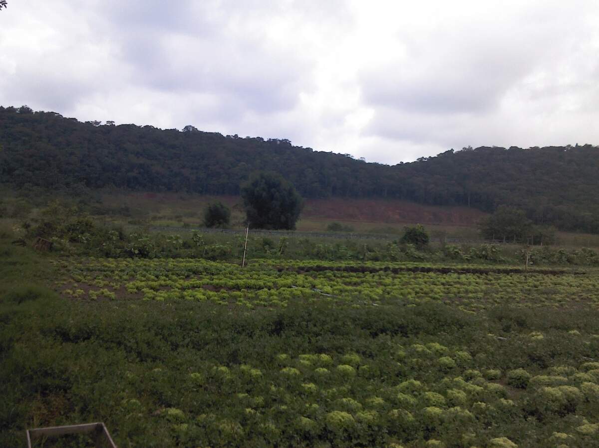 Imagem Terreno / Lote à venda, Itapocu - Araquari/SC