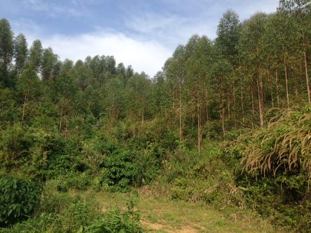 Imagem Terreno / Lote à venda, Amizade - Jaraguá do Sul/SC