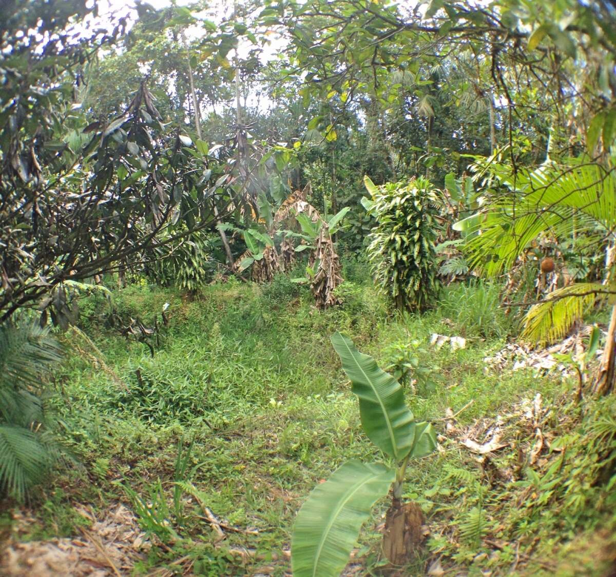 Imagem Chácara à Venda 