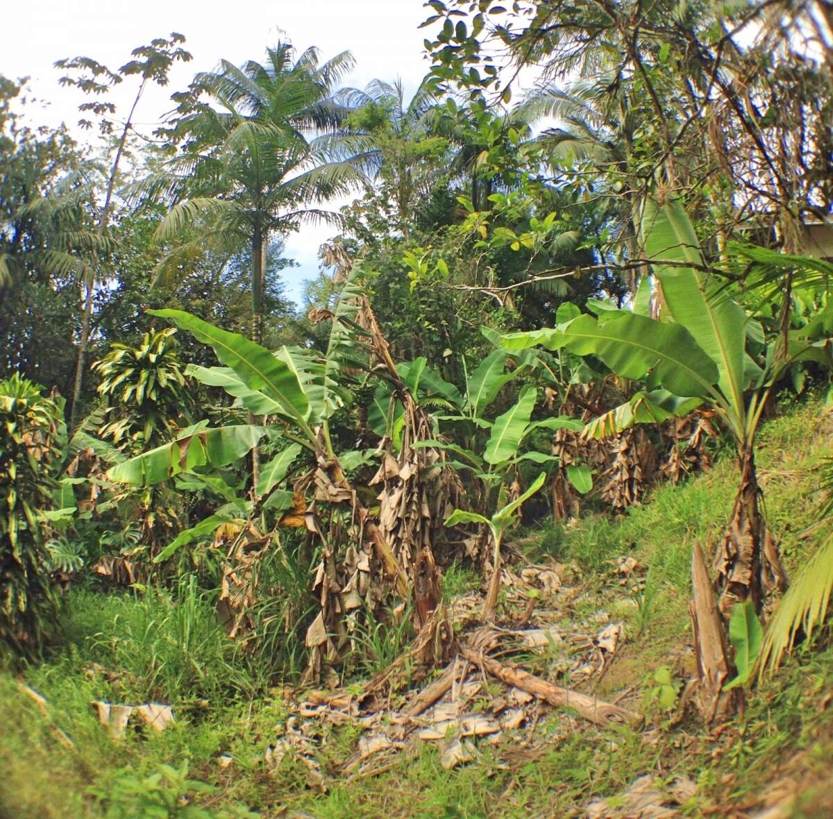 Imagem Chácara à Venda 