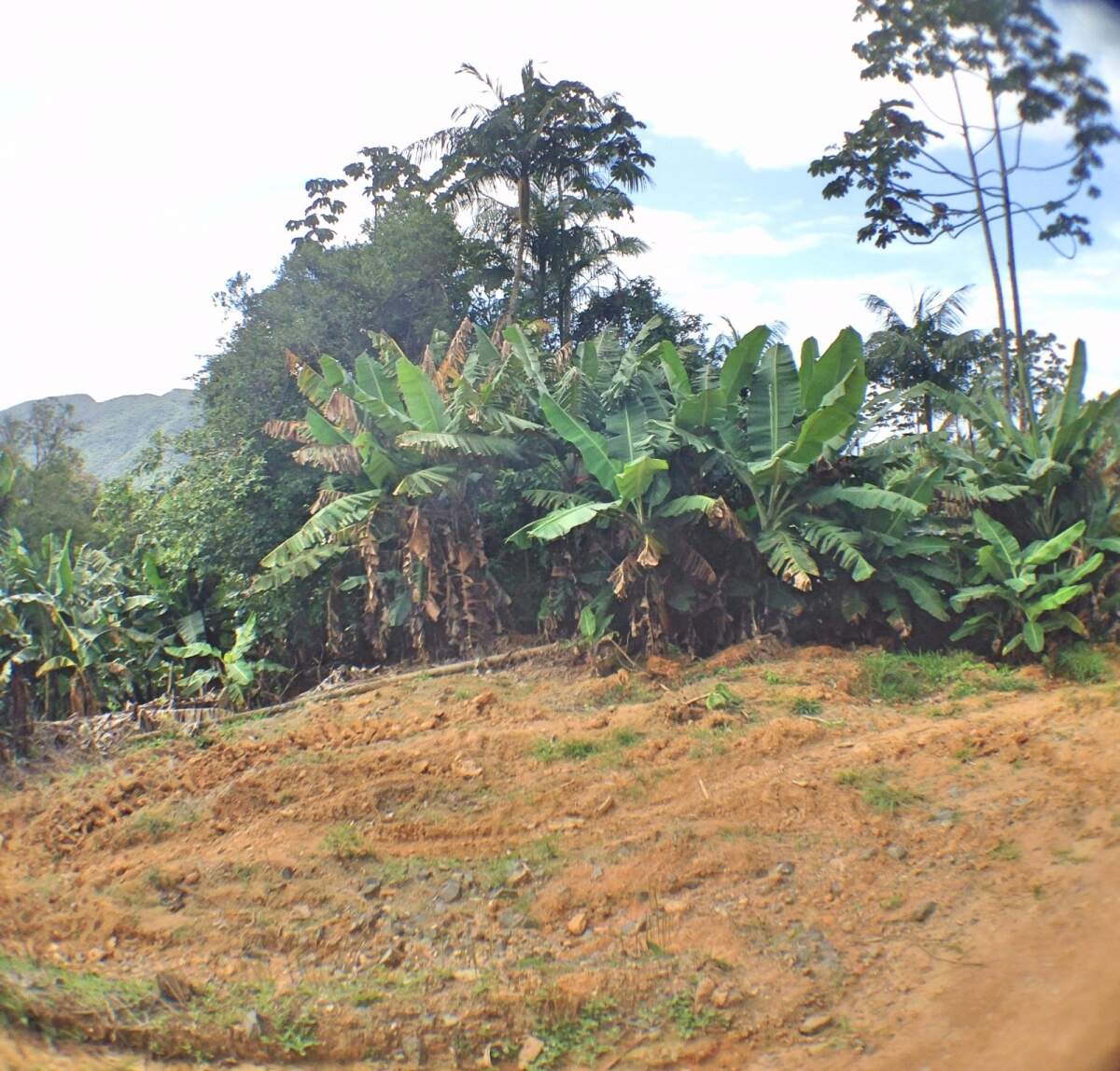 Imagem Chácara à Venda 