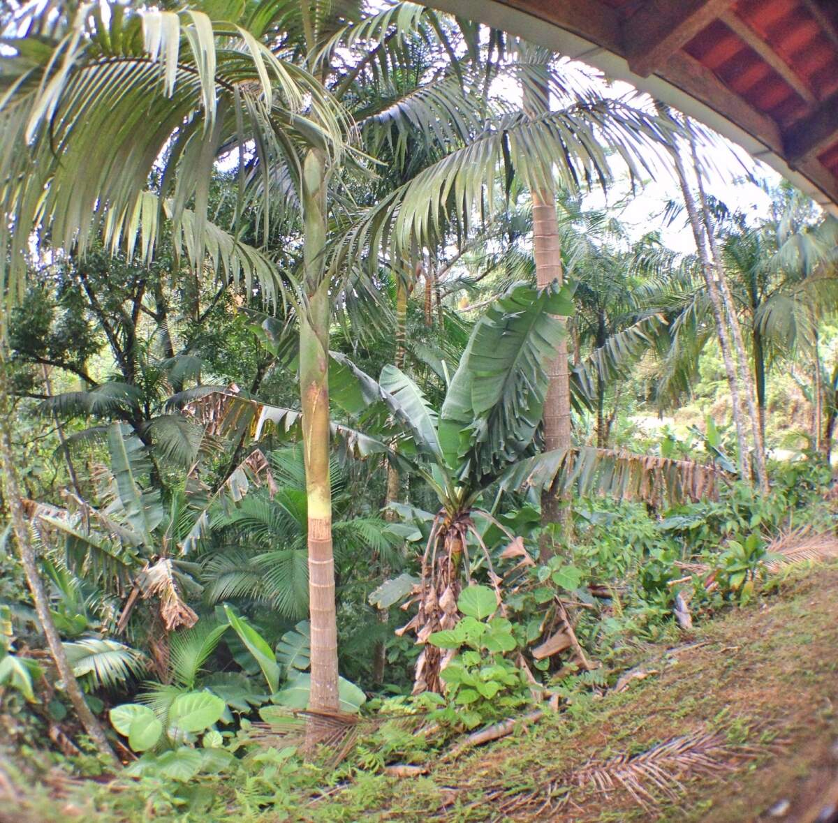 Imagem Chácara à Venda 