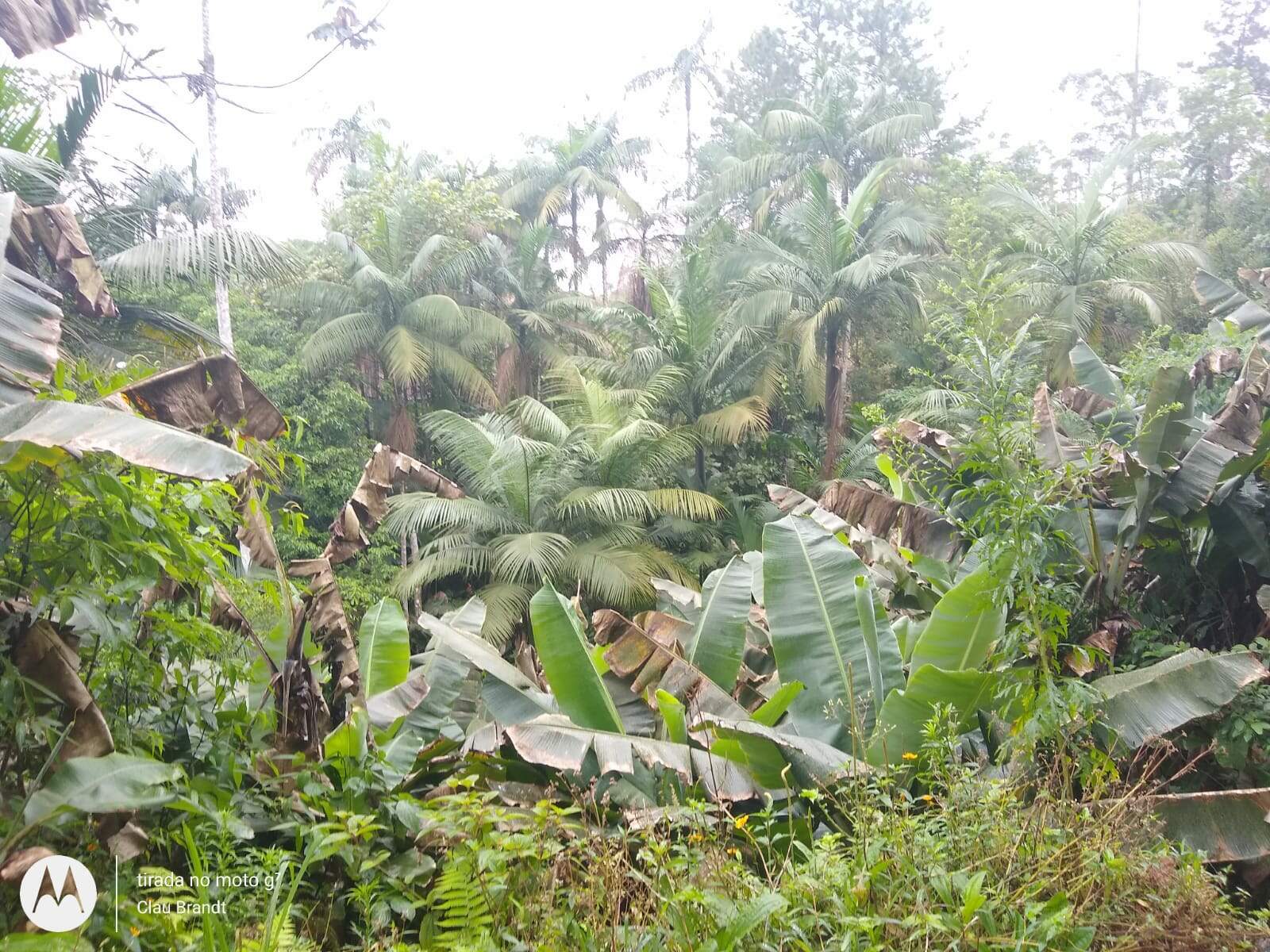 Imagem Chácara à Venda 