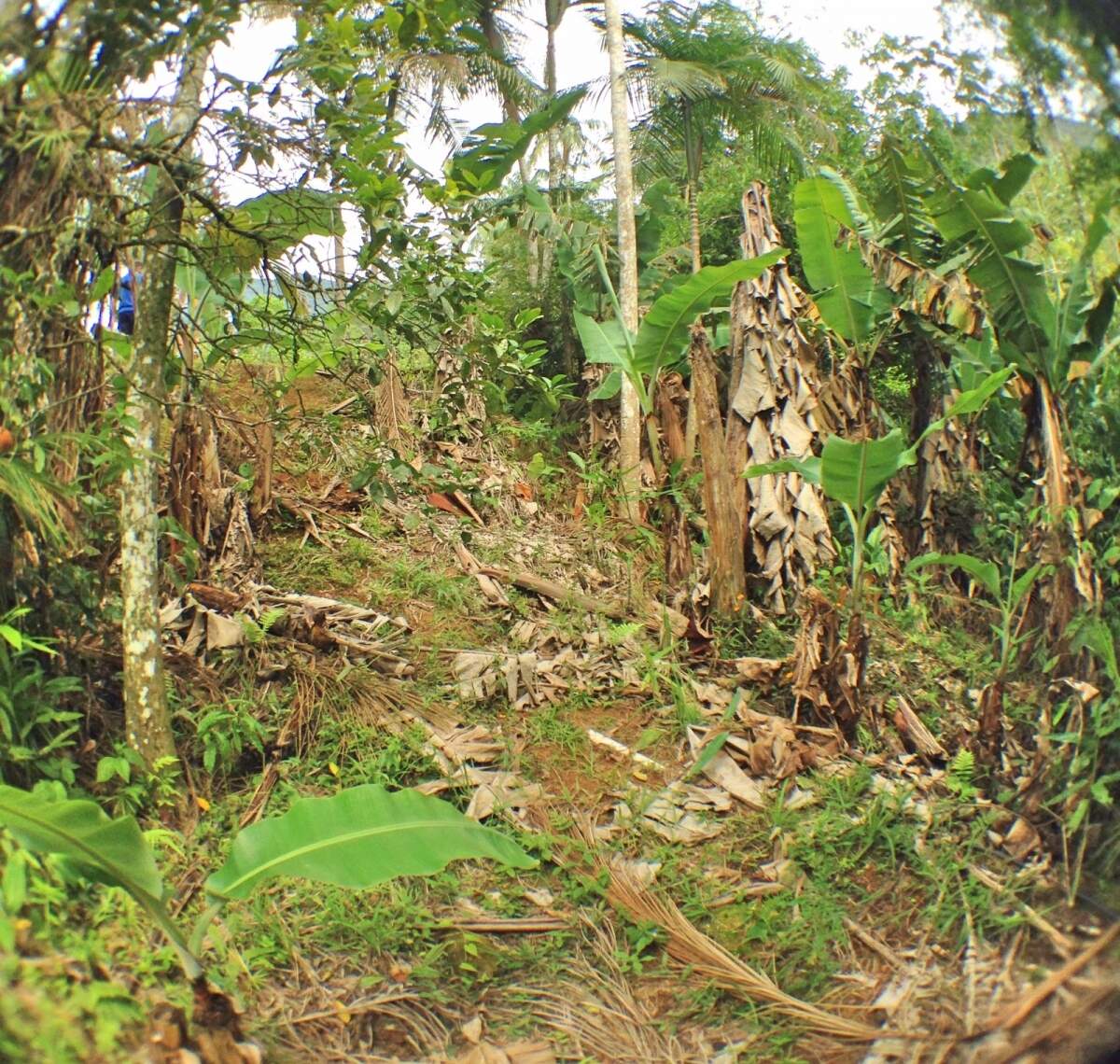 Imagem Chácara à Venda 