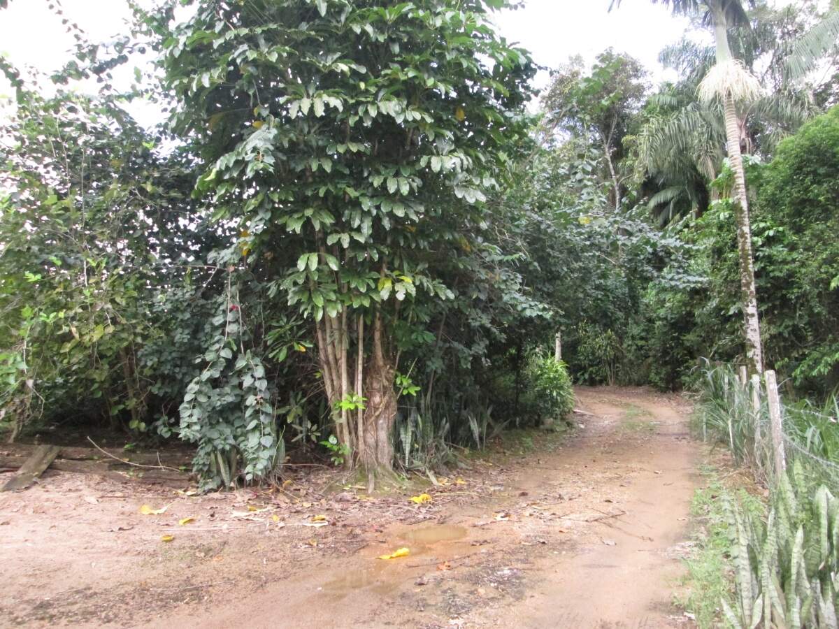 Chácara / Sítio à venda, 2 quartos, Nereu Ramos - Jaraguá do Sul/SC