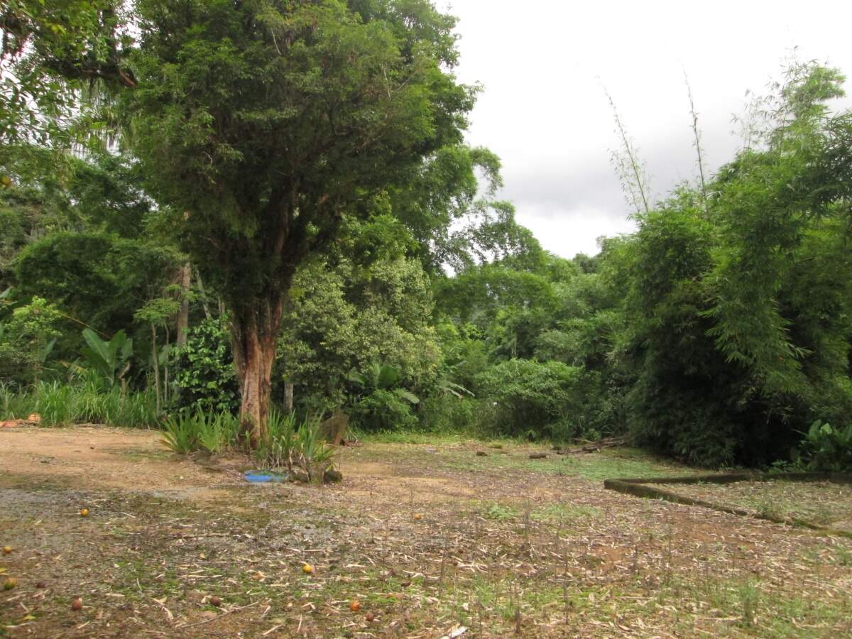 Imagem Chácara / Sítio à venda, 2 quartos, Nereu Ramos - Jaraguá do Sul/SC
