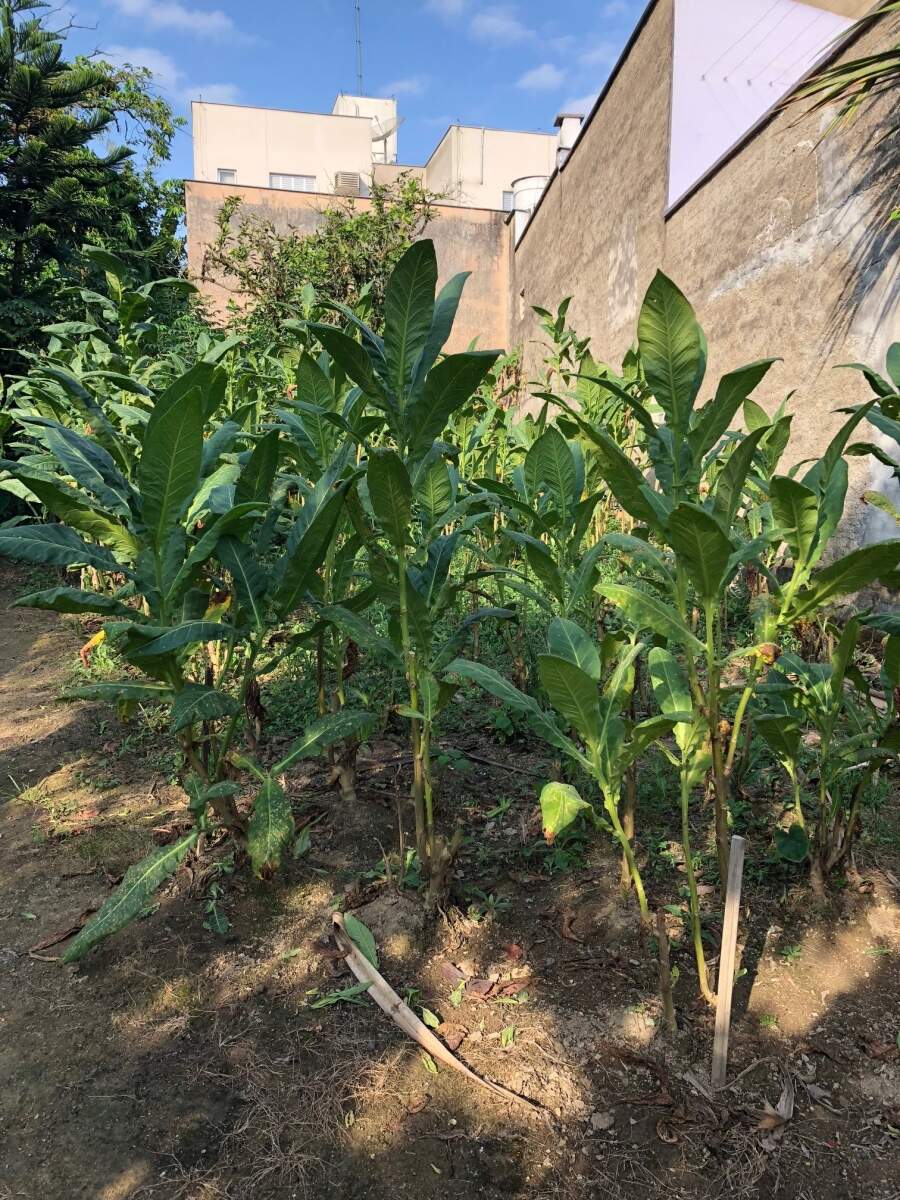 Imagem Casa à venda, 4 quartos, 2 vagas, Centro - Jaraguá do Sul/SC