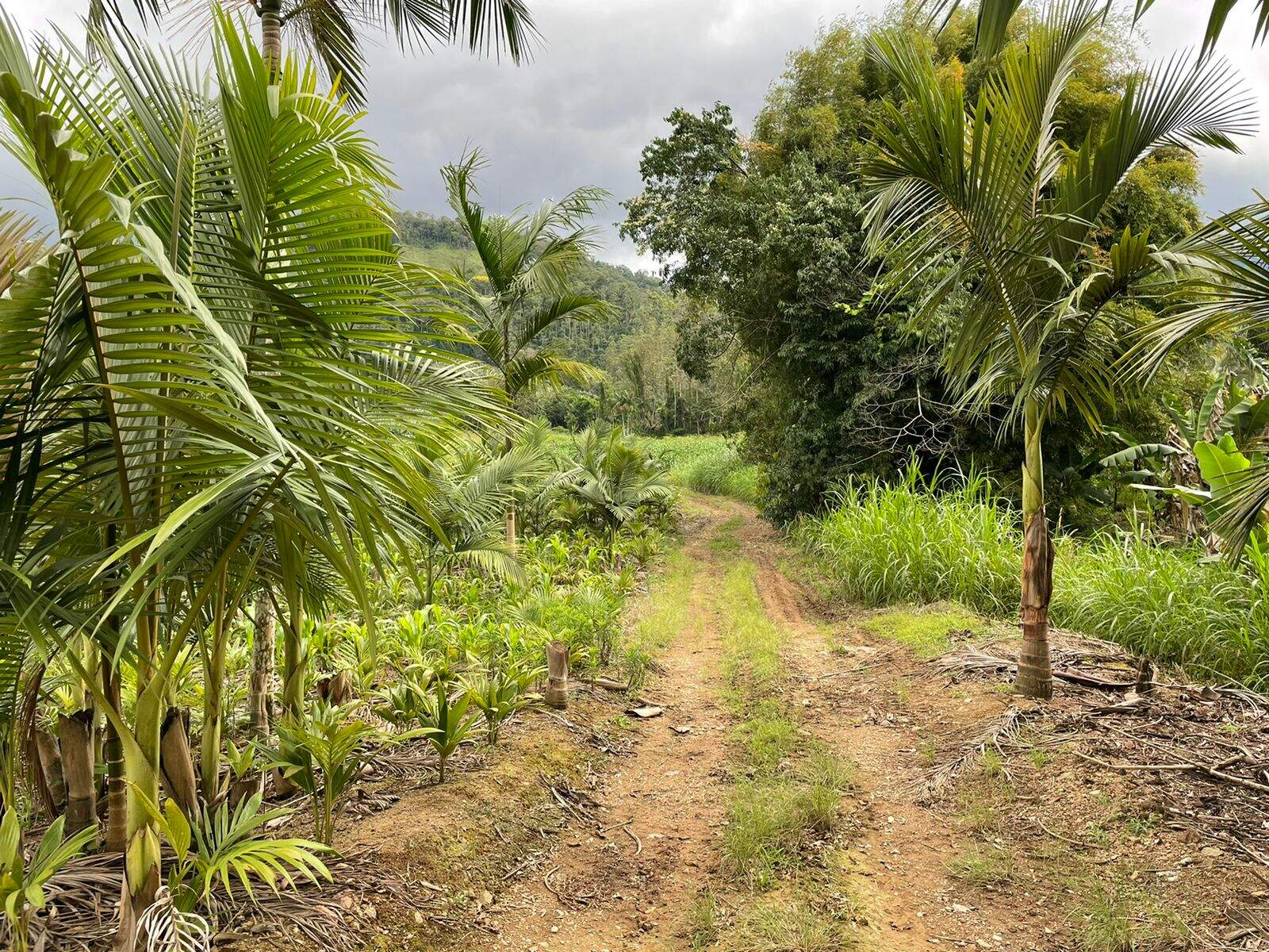 Terreno / Lote à venda, Garibaldi - Jaraguá do Sul/SC