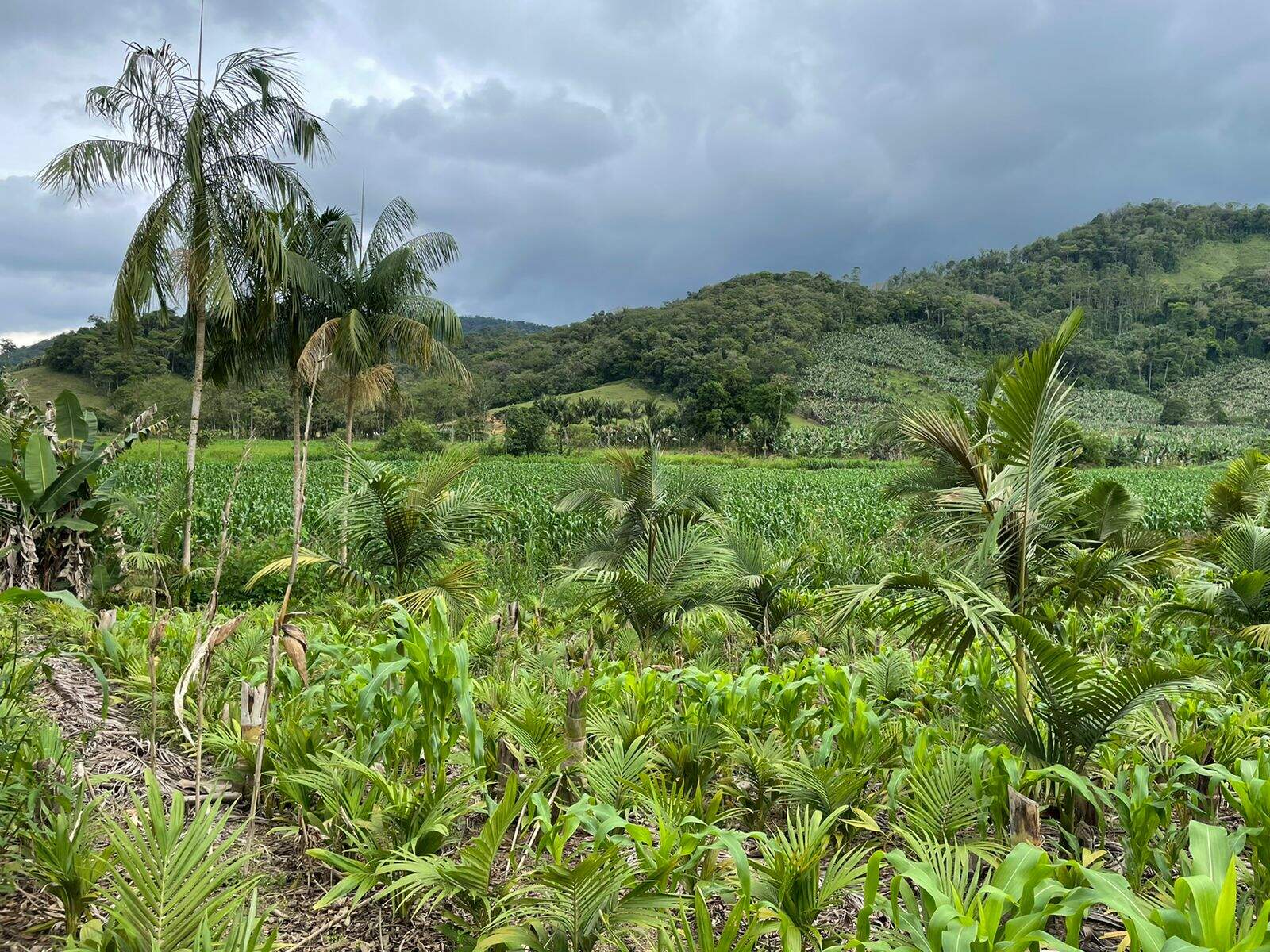 Imagem Terreno / Lote à venda, Garibaldi - Jaraguá do Sul/SC