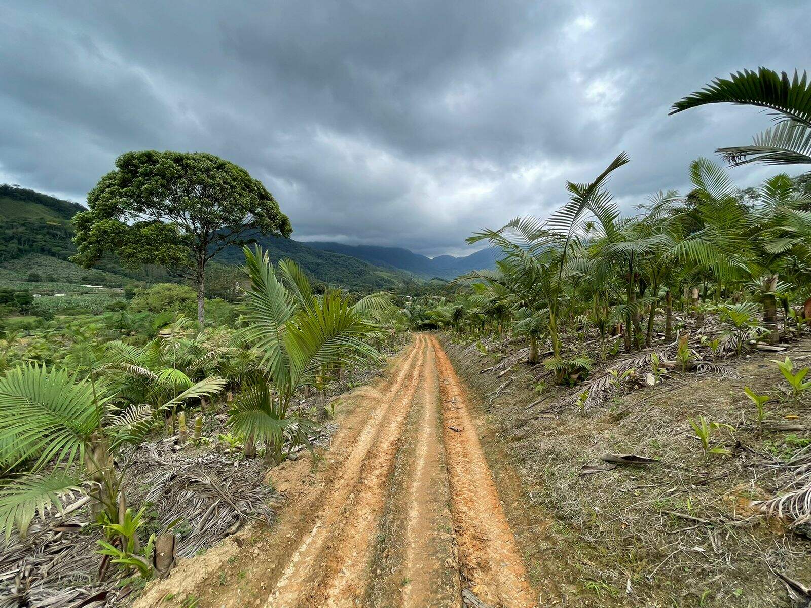 Imagem Terreno / Lote à venda, Garibaldi - Jaraguá do Sul/SC