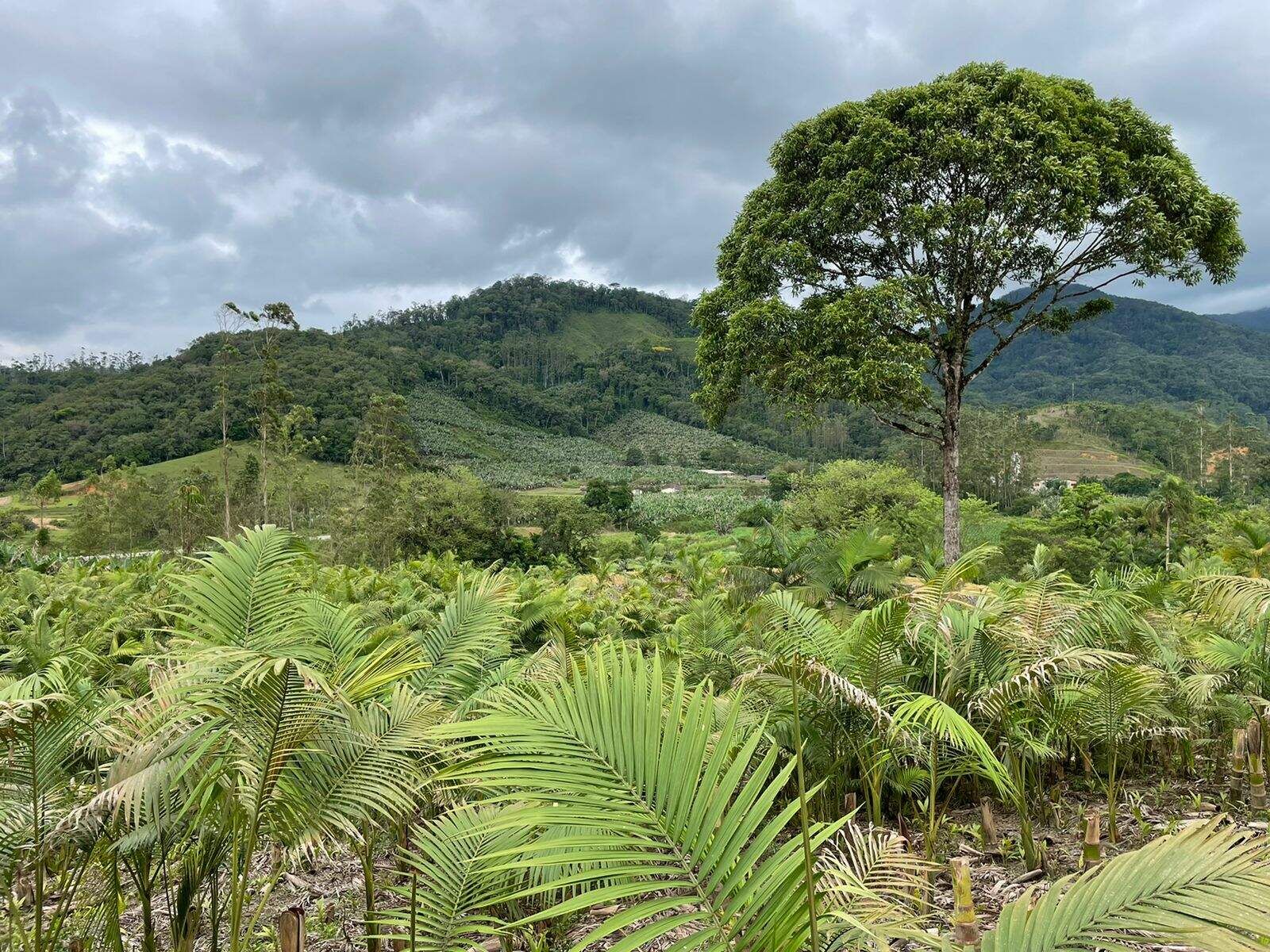 Imagem Terreno / Lote à venda, Garibaldi - Jaraguá do Sul/SC