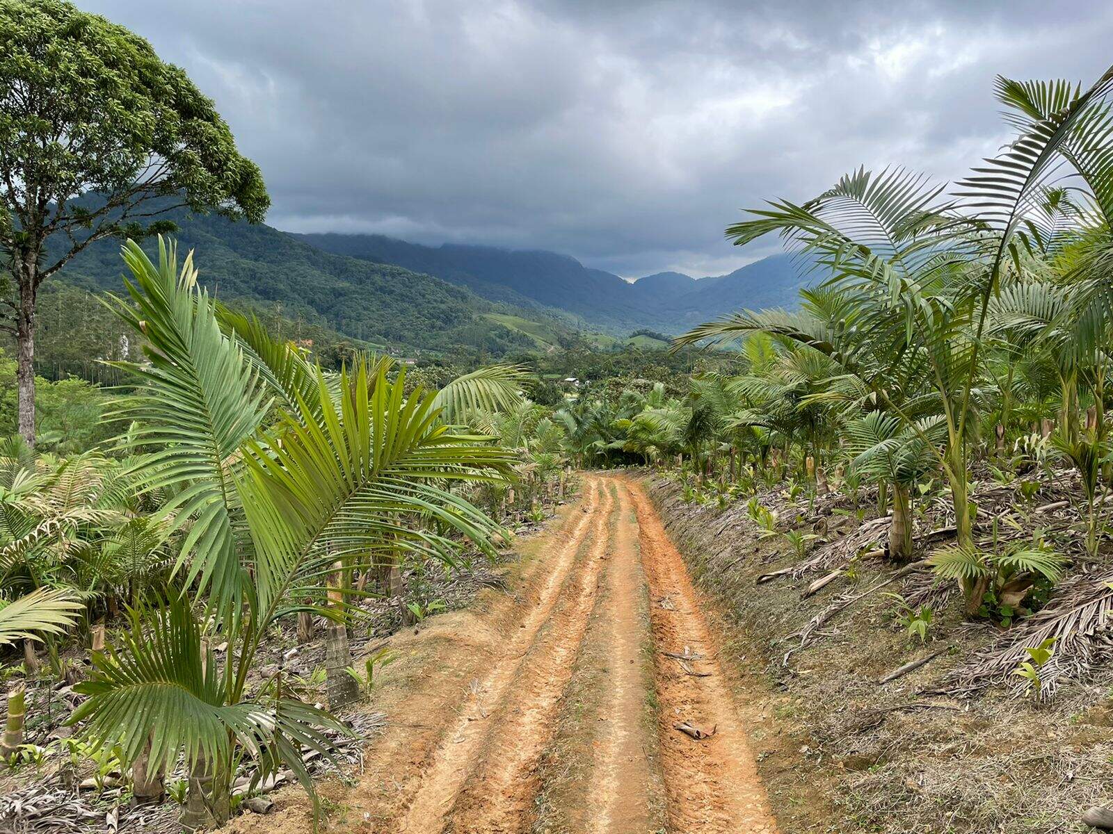 Imagem Terreno / Lote à venda, Garibaldi - Jaraguá do Sul/SC