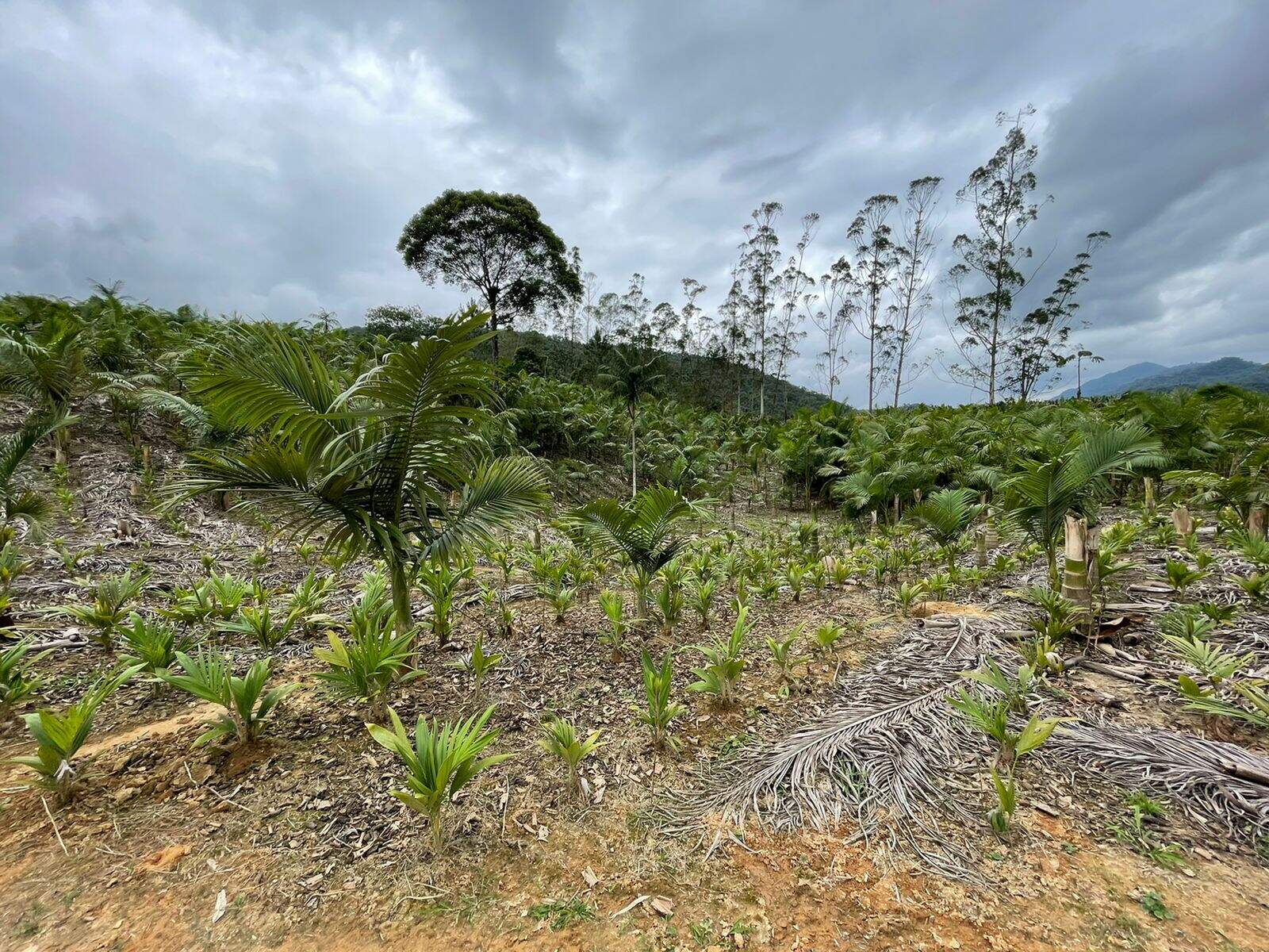 Imagem Terreno / Lote à venda, Garibaldi - Jaraguá do Sul/SC