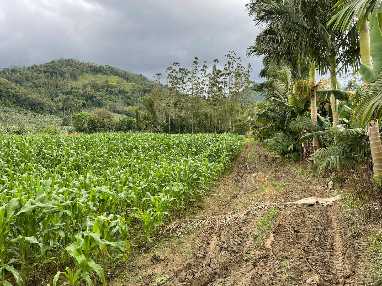 Imagem Terreno / Lote à venda, Garibaldi - Jaraguá do Sul/SC