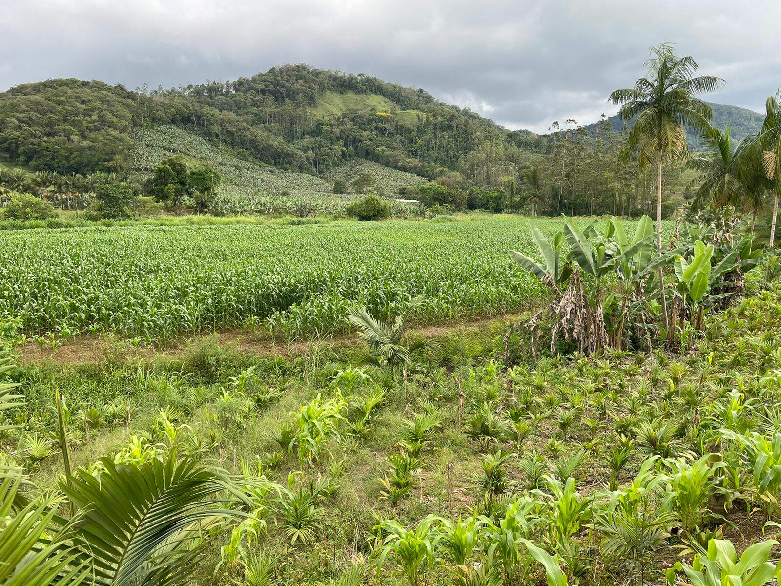 Imagem Terreno / Lote à venda, Garibaldi - Jaraguá do Sul/SC