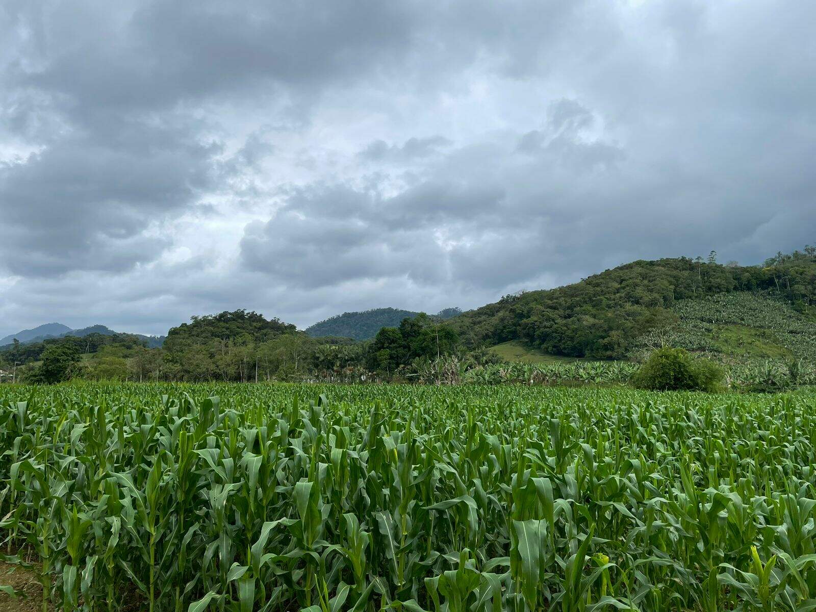Imagem Terreno / Lote à venda, Garibaldi - Jaraguá do Sul/SC
