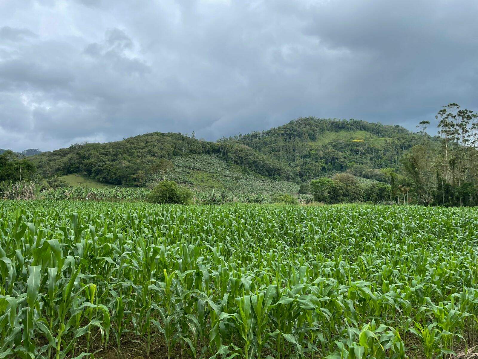 Imagem Terreno / Lote à venda, Garibaldi - Jaraguá do Sul/SC