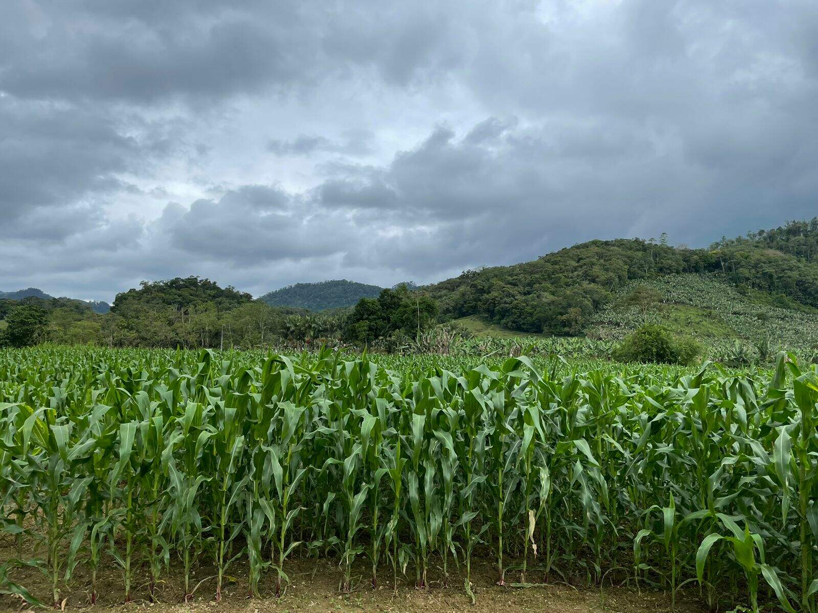 Imagem Terreno / Lote à venda, Garibaldi - Jaraguá do Sul/SC