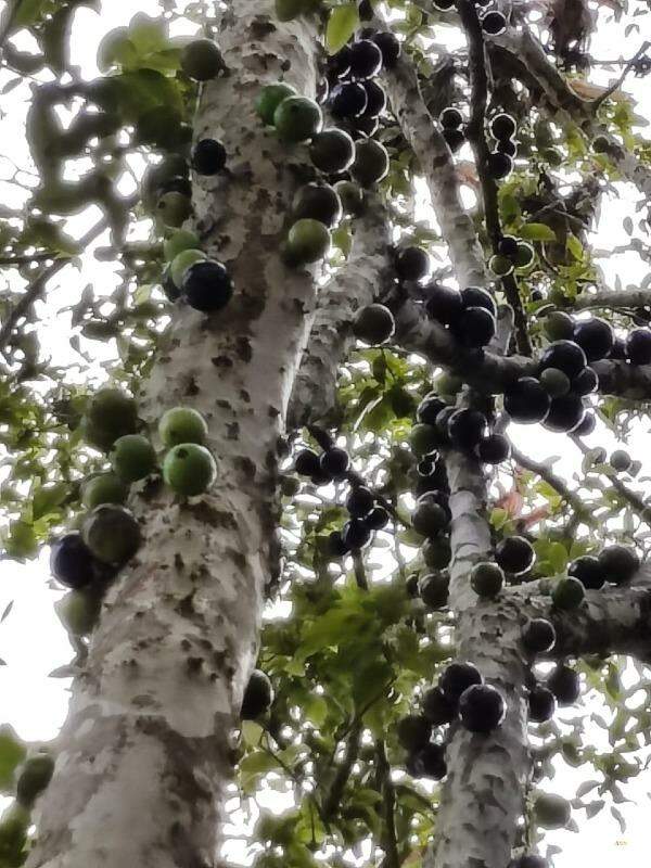 Imagem Sitio no bairro Nereu Ramos em Jaraguá do Sul