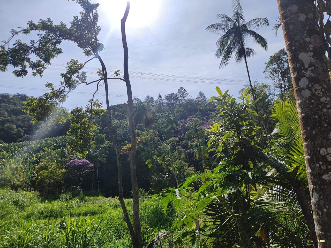 Imagem Sitio no bairro Nereu Ramos em Jaraguá do Sul