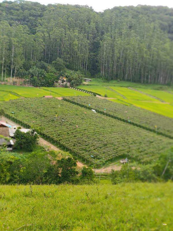 Imagem Chácara / Sítio à venda, 3 quartos, 2 vagas, RIBEIRAO SAO PAULO - Ascurra/SC