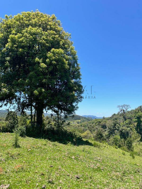 Imagem Terreno a venda no bairro Rio Vermelho na divida entre Corupá e Campo Alegre
