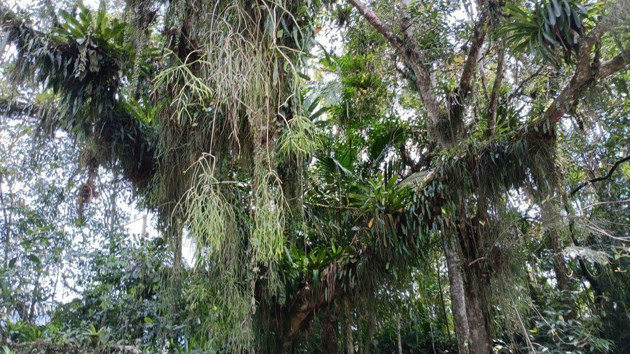 Imagem  Terreno com 11.750 m² no bairro Testo Alto em Pomerode