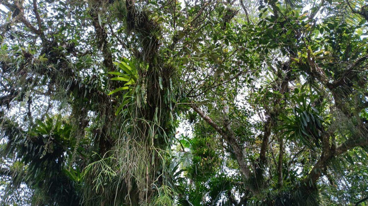 Imagem  Terreno com 11.750 m² no bairro Testo Alto em Pomerode