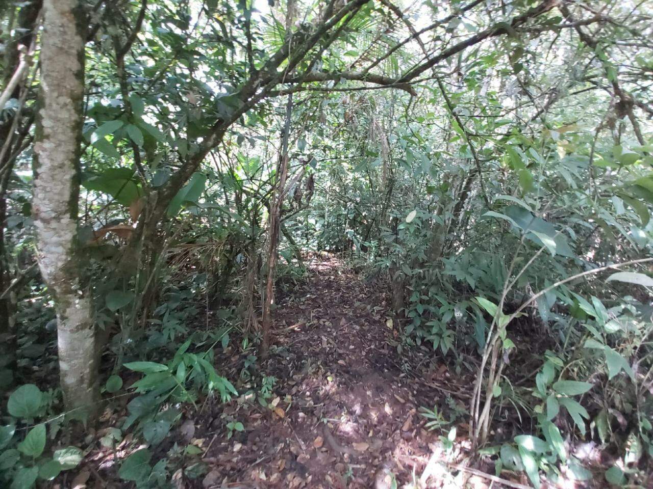 Imagem Chácara / Sítio à venda, 2 quartos, Nereu Ramos - Jaraguá do Sul/SC