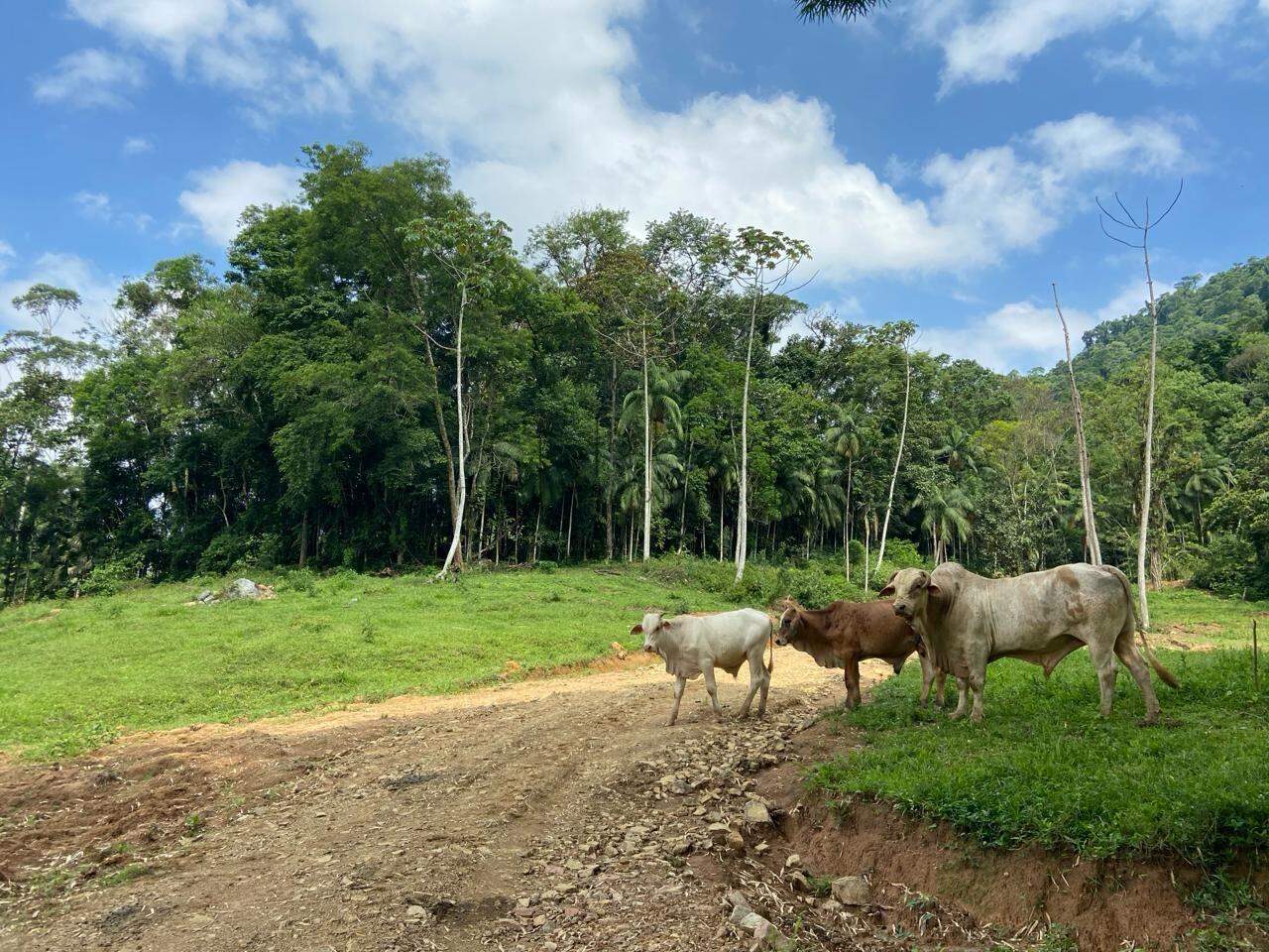 Imagem Chácara com 20000m² em Condomínio Rural no Garibaldi em Jaraguá do Sul