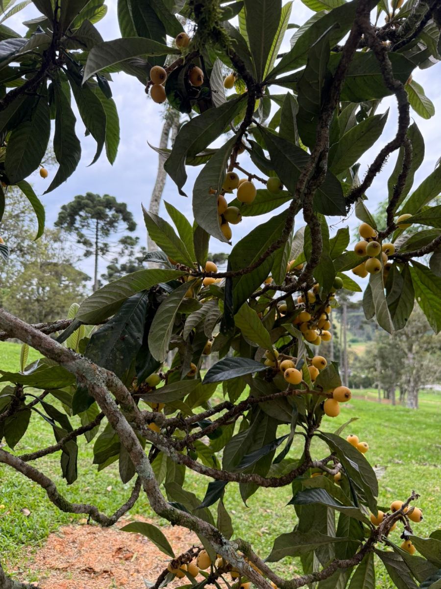 Imagem Condomínio Fechado de Luxo Fazenda Araça  em Campo Alegre