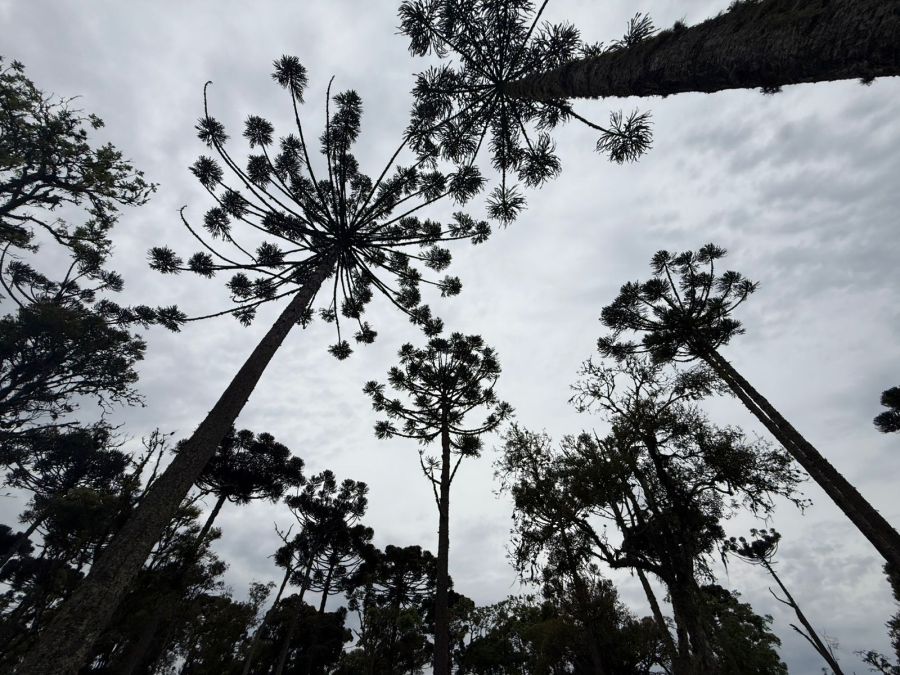 Imagem Condomínio Fechado de Luxo Fazenda Araça  em Campo Alegre