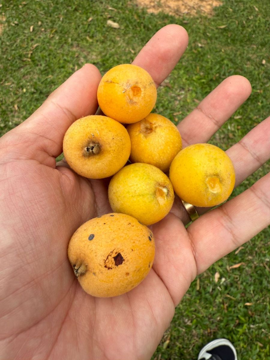 Imagem Condomínio Fechado de Luxo Fazenda Araça  em Campo Alegre