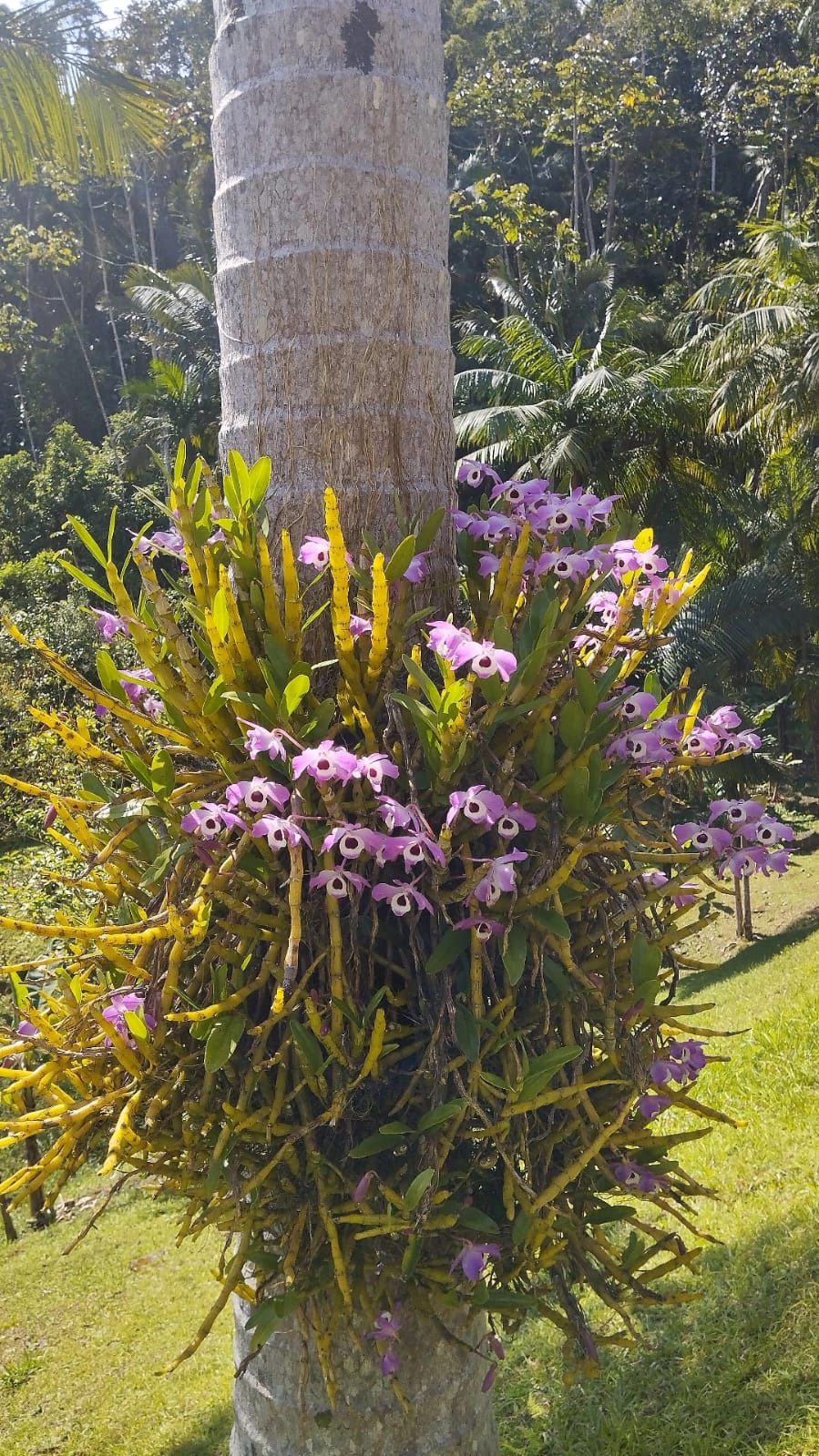 Imagem Chácara / Sítio em localização privilegiada no bairro Barra do Rio Cerro em Jaraguá do Sul